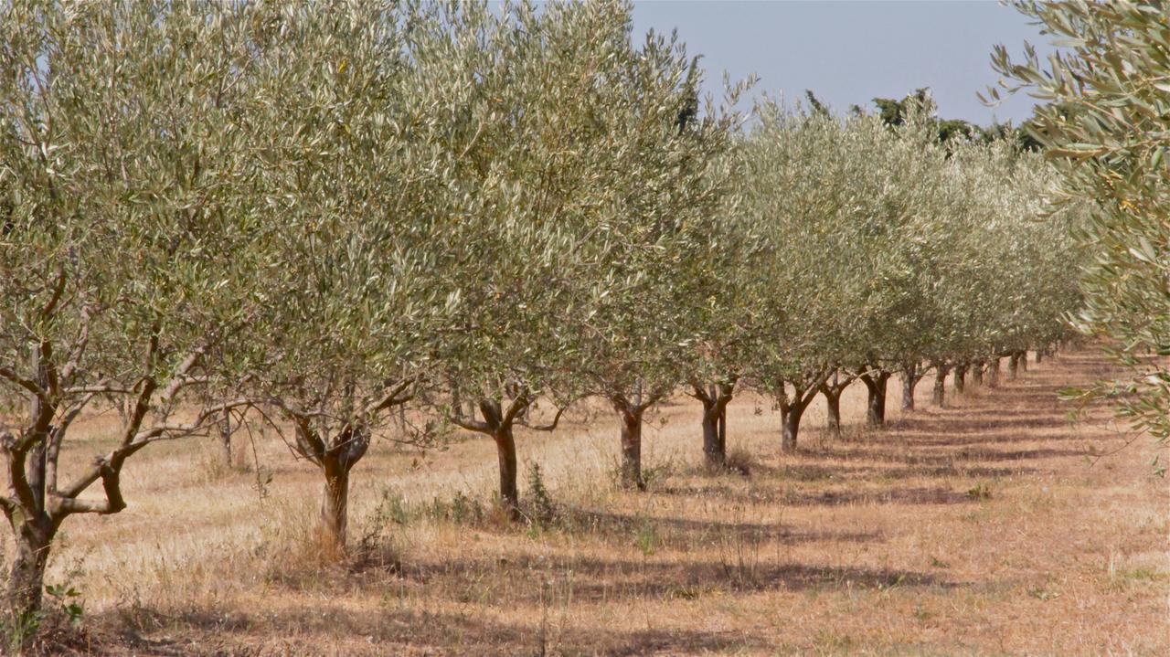 Mas des Figues La Ferme de Philippe #Ecotourism #Agrotourism #Ruraltourism #Countryhouselodge #zeropesticide #conversionbio #OrganicVegetarianBrunch Saint-Rémy-de-Provence Exterior foto